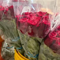 رز هلندی گرید بالا و تازه بار مستقیم از بازار|گل و گیاه طبیعی|تهران, بازار|دیوار