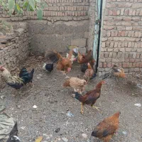 خروس و مرغ|حیوانات مزرعه|شبستر, |دیوار