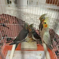 جوجه عروس هلندی