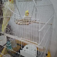 عروس هلندی جفت|پرنده|قم, دورشهر|دیوار