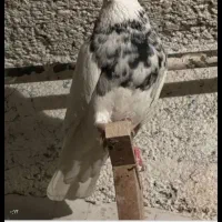 7عدد طوقی|پرنده|یزد, |دیوار