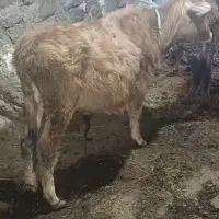 یک‌گوساله‌نر|حیوانات مزرعه|هوراند, |دیوار