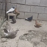 ده عدد جوجه
