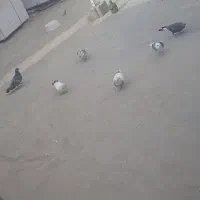 کبوتر|پرنده|قم, شهر قائم|دیوار