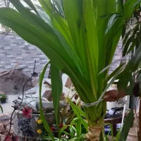 گل موزی و  فیکوس برگ باریک