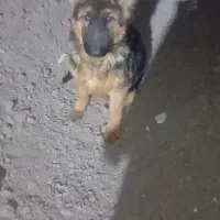 ژرمن 6ماه وارداتی حرف گوش کن