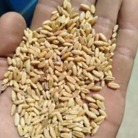 گندم پیشگامان دوتن