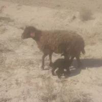 میشبره|حیوانات مزرعه|تربتحیدریه, حاجی یار|دیوار