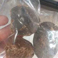 عنبر نسا الاغ ماده