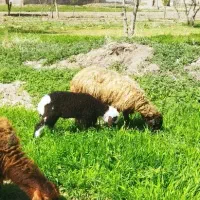 میش بره دار