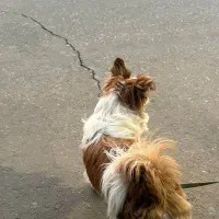 سگ پامر اشپیتز|سگ|سیرجان, |دیوار