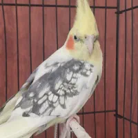 طوطی عروس نر