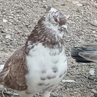 کفتر کبوتر پرشی