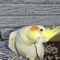 جفت عروس هلندی نر و ماده|پرنده|رشت, حسین آباد|دیوار