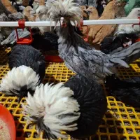 نیمچه برهما و لهستانی|حیوانات مزرعه|تهران, آسمان|دیوار