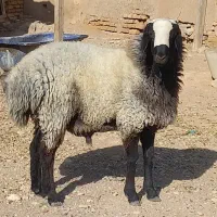 بره قوچی بسیار زیبا|حیوانات مزرعه|تاکستان, |دیوار