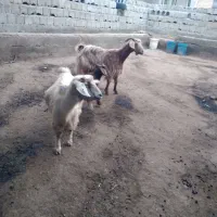 ۲راس بز و۱راس بره ماده|حیوانات مزرعه|اردبیل, |دیوار
