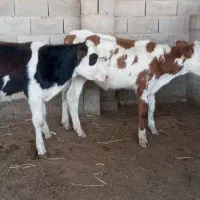 گوساله ماده