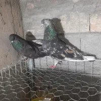 کبوتر|پرنده|میانه, |دیوار