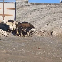 میش کله سفیدپلنگی|حیوانات مزرعه|زاوه, |دیوار