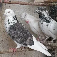 کبوتر پرشی فقط دونه ای ۲۰۰تومن|پرنده|قم, تعویض پلاک|دیوار