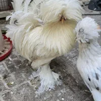 فروش ۲عدد خروس سلطان