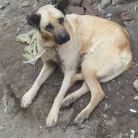سگ سرابی اصل