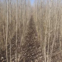 خرید مومه صنوبر|خدمات باغبانی و درختکاری|شاهین دژ, |دیوار