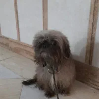 سگ نژاد شتزو