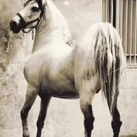 پانسیون و نگهداری اسب