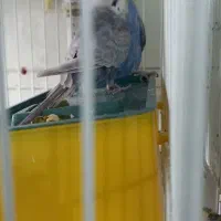 انواع مرغ عشق مولد روی تخم وصمانت وشرط