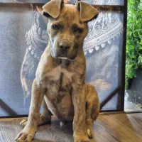 واگذاری سگ کن کورسو