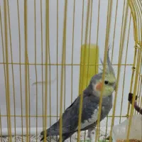 عروس نر سخنگو