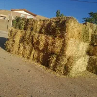 گیاه باغ فروشی