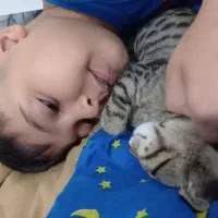 واگذاری گربه نژادdshطرح بنگال|گربه|قم, بکایی|دیوار