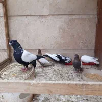 جوجه کاکلی سینه ای