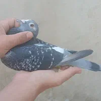 کبوتر دوبر سرعتی مسافتی ۸عدد