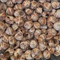لاک خالی حلزون