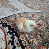 جوجه محلی