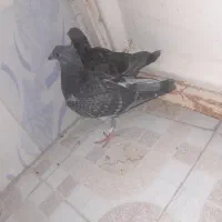 نر گوره بزکی سینه سفید و جفت جوجه کاکلی پلاکی