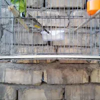 سهره نر بخون.فنچ|پرنده|قم, شهرک فاطمیه|دیوار