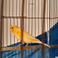 قناری نر مست شلاقی|پرنده|هشتگرد, فاز ۷ مهستان|دیوار