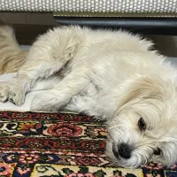 گمشده|حیوانات|اصفهان, خلیل آباد|دیوار