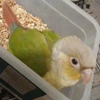 گرینچیک دستی و بازیگوش