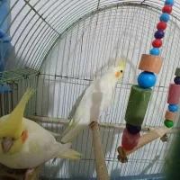 عروس هلندی نر فول اهلی