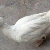 اردک خارجی نر۷۰۰ماده۳۵۰تومان گرگان