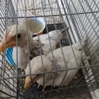 جوجه برهما۲ماهه
