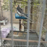 عروس هلندی سخنگو