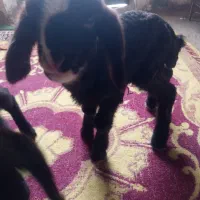 دو عدد بره شیری|حیوانات مزرعه|خرامه, |دیوار