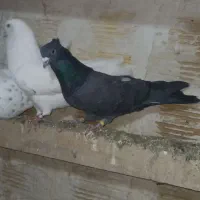 کبوتر|پرنده|نقده, |دیوار